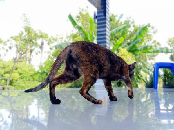 Кошка Городе — стоковое фото