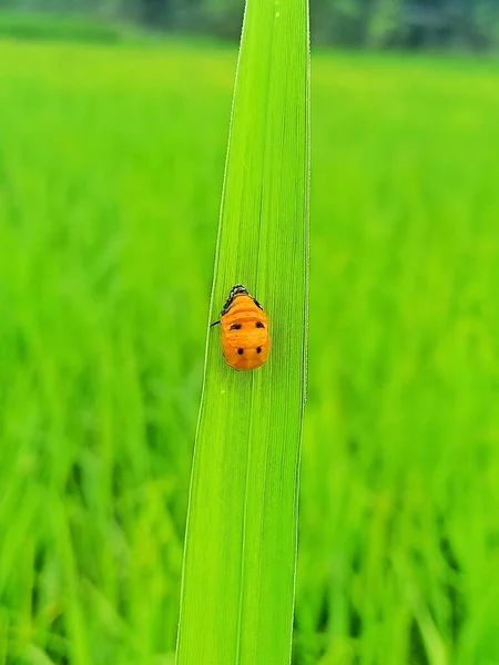 绿叶上的瓢虫 — 图库照片