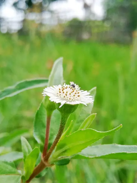 Strzał Zbliżenie Czarnej Muchy Pięknym Białym Kwiatku Ogrodzie — Zdjęcie stockowe