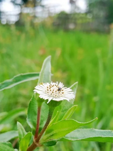 Lövés Közelről Egy Fekete Légy Egy Gyönyörű Fehér Virág Kertben — Stock Fotó