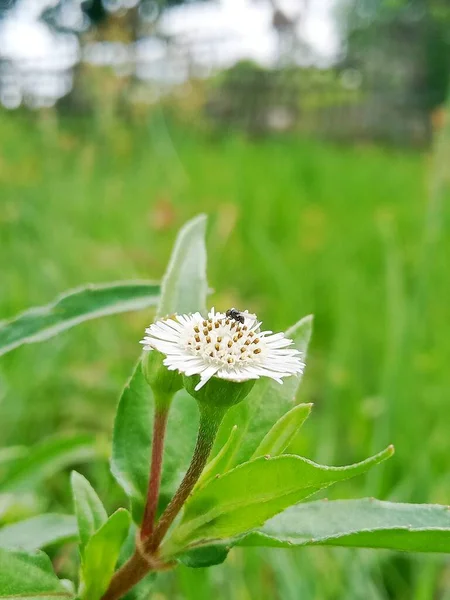 Πυροβόλησε Κοντά Από Μια Μαύρη Μύγα Ένα Όμορφο Λευκό Λουλούδι — Φωτογραφία Αρχείου