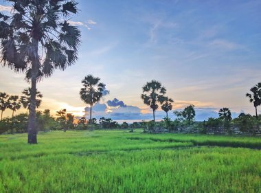 seçici odaklı palmiye ağaçları arka planda, günbatımında gökyüzü, mavi gökyüzü ve gökyüzündeki bulutların arasından turuncu güneş ışığı