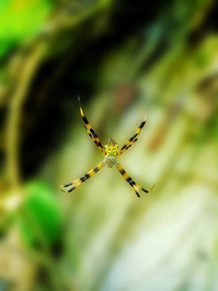 Pavouk Komárem Zeleném Pozadí Hmyzem — Stock fotografie