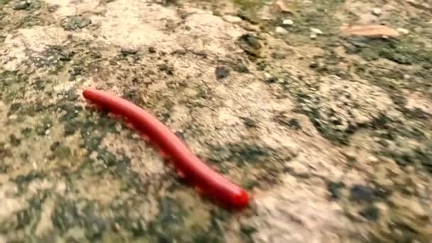 Small Millipede Caterpillars Crawl Quickly Ground Afternoon — Stock Video
