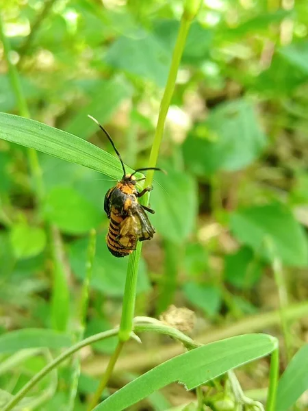 Nahaufnahme Einer Biene Die Auf Einem Grünen Blatt Sitzt — Stockfoto