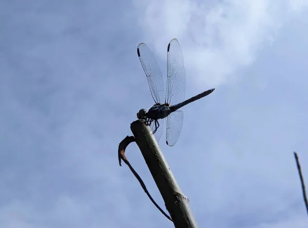 蜻蜓昆虫在天空中 — 图库照片