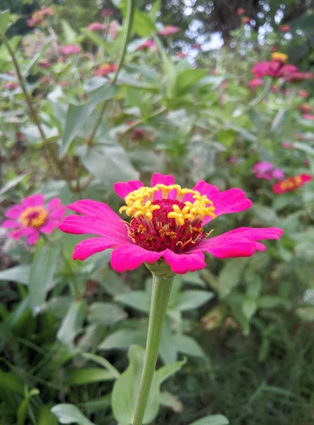 粉红或粉红的向日葵或花园里美丽的花朵的特写 — 图库照片
