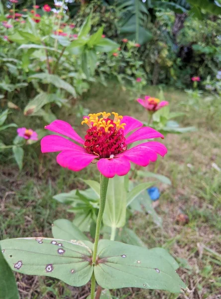 Pembe Pembe Ayçiçeklerinin Bahçedeki Güzel Çiçeklerin Yakın Çekimi — Stok fotoğraf