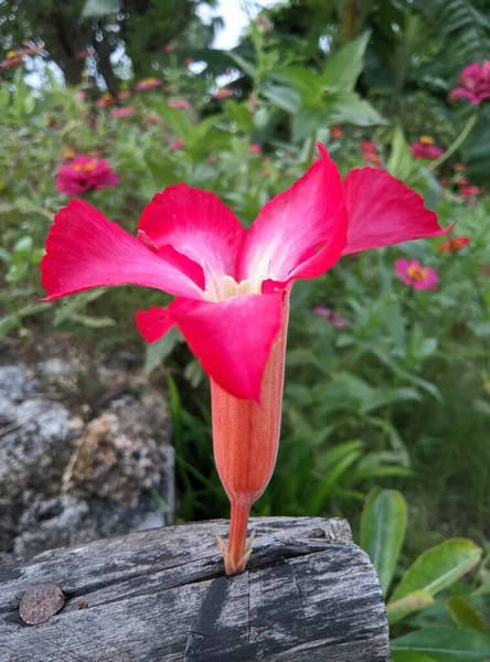 Nahaufnahme Einer Rosa Frangipani Blume Oder Schönen Blüte — Stockfoto