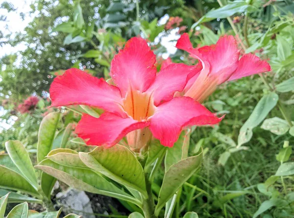 Pembe Bir Frangipani Çiçeğinin Güzel Bir Çiçeğin Yakın Çekimi — Stok fotoğraf