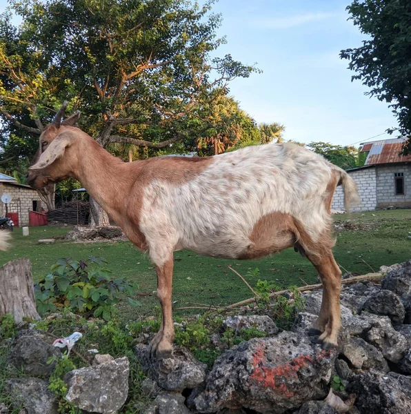 Ein Esel Mit Einem Großen Zaun Den Bergen Der Hintergrund — Stockfoto