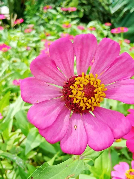 Bahçedeki Güzel Kozmos Çiçekleri — Stok fotoğraf