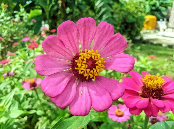 Egy Gyönyörű Kép Egy Virágról Homályos Háttérrel — Stock Fotó