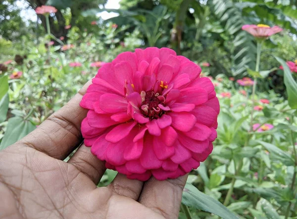 Gyönyörű Virágok Növény Természet — Stock Fotó