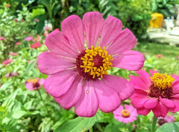 ดอกไม สวยงามในสวน — ภาพถ่ายสต็อก
