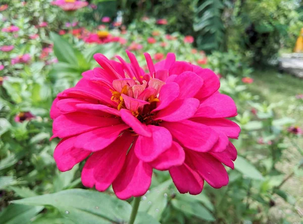 Belle Fleur Rose Dans Jardin — Photo