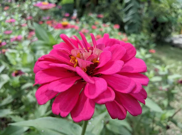 Lindas Flores Jardim Verão — Fotografia de Stock