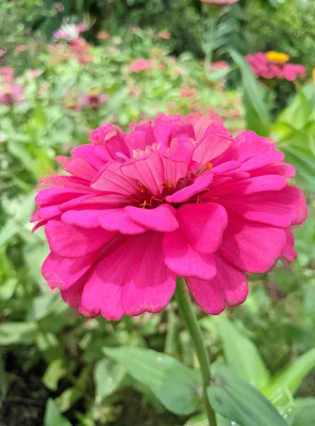Bela Flor Rosa Jardim — Fotografia de Stock