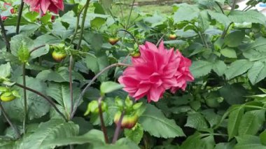 Platoda kaynayan sülfür içeren aktif kraterin durumundan kaçmak tahtadan bir köprü ve kayalarla çevrili keskin bir buhar yayar.