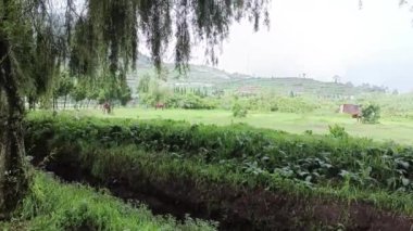 Platoda kaynayan sülfür içeren aktif kraterin durumundan kaçmak tahtadan bir köprü ve kayalarla çevrili keskin bir buhar yayar.