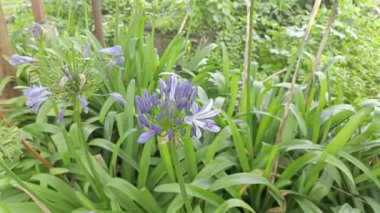 Platoda kaynayan sülfür içeren aktif kraterin durumundan kaçmak tahtadan bir köprü ve kayalarla çevrili keskin bir buhar yayar.