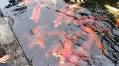 Renkli koi ve akvaryum balıklarından oluşan bir grup tatlı suyla dolu bir gölette toplandı. hayvan konsepti, özgeçmiş, bilim ve eğitim