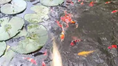 Renkli koi ve akvaryum balıklarından oluşan bir grup tatlı suyla dolu bir gölette toplandı. hayvan konsepti, özgeçmiş, bilim ve eğitim