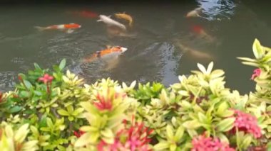 Renkli koi ve akvaryum balıklarından oluşan bir grup tatlı suyla dolu bir gölette toplandı. hayvan konsepti, özgeçmiş, bilim ve eğitim