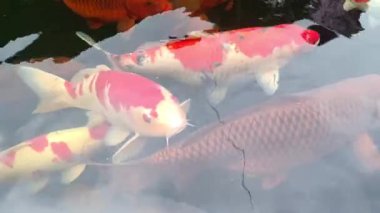 Renkli koi ve akvaryum balıklarından oluşan bir grup tatlı suyla dolu bir gölette toplandı. hayvan konsepti, özgeçmiş, bilim ve eğitim