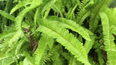 Renkli koi ve akvaryum balıklarından oluşan bir grup tatlı suyla dolu bir gölette toplandı. hayvan konsepti, özgeçmiş, bilim ve eğitim