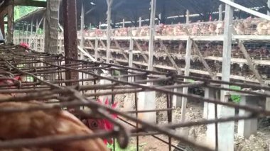 Yumurta üretimi için endüstriyel tarım bağlamında yoğun bir kafes sistemi ve tel yapısını vurgulayan ticari bir tavuk katmanı çiftliğinin içerisine bir bakış..