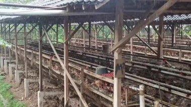 Uzak bir görüş yağmurlu bir günde tavuk çiftliği binasının içinde tel örgülü kafeslerdeki tavukları yakalıyor. Bu sahne ticari kümes hayvanları yönetimi ve tarım uygulamalarını gösteriyor.
