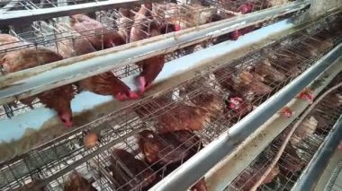 Ticari bir yumurta üretim tesisinde hapsedilmiş kafesli tavuklara yakın çekim. Modern çiftlik hayvancılığının gerçekliğini gözler önüne seriyor ve hayvan bakımıyla ilgili soruları gündeme getiriyor..