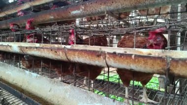 Fabrika kümes hayvanları sisteminin bir parçası olan paslı metal kafeslerin içine sıkıştırılmış katmanlı tavukları gösteren resim. Yığınla kurulum, sınırlı tarım koşulları ve etik hayvan muamelesiyle ilgili kaygıları vurguluyor.