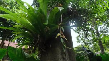 Tropikal bir manzarada büyük bir ağacın gövdesinde yetişen eğrelti otları ve orkideleri içeren canlı bir yeşil epifit koleksiyonu..