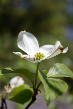 Dogwood Çiçeği İlkbaharda