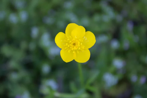 Jednoduchý Máslový Květ Jaře — Stock fotografie
