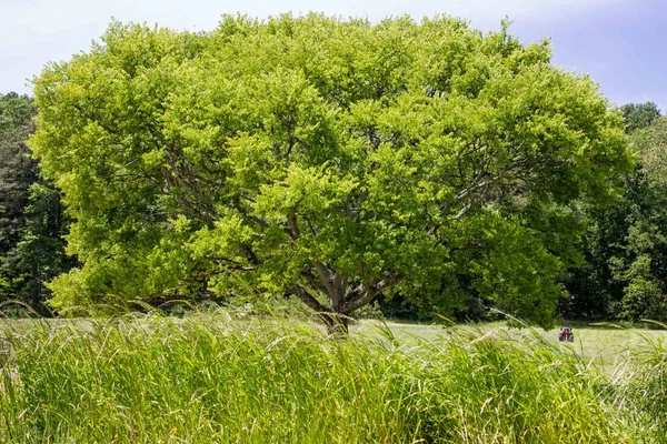 Железное Дерево Летом Ярко Зеленый Высокие Травы Природный Фон — стоковое фото