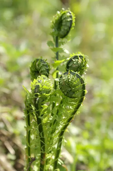 stock image fiddlehead fern grows naturally in the sun. Close-up, vertical position.