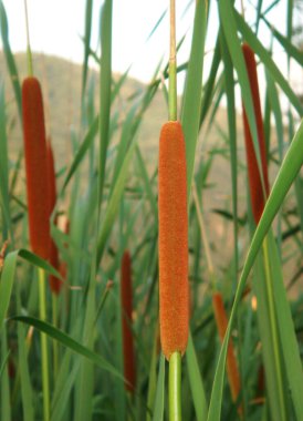 Cattail ears grow in the wetlands,closeup,vertical position. clipart