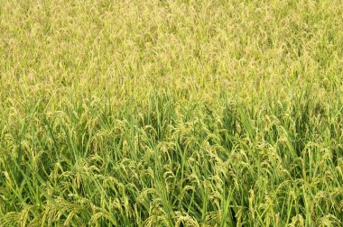 İki renkli pirinç tarlası yakın plan, arka plan fotoğrafı.