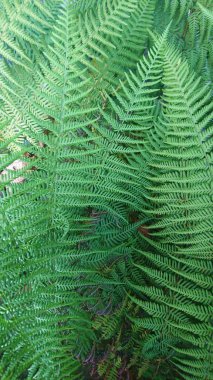 Yağmur ormanları eğreltiotu ile ilkel orman atmosferi