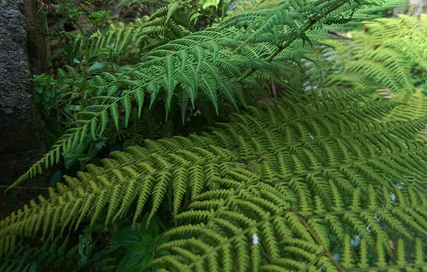 Первинна Атмосфера Джунглів Папоротями Тропічних Лісів — стокове фото