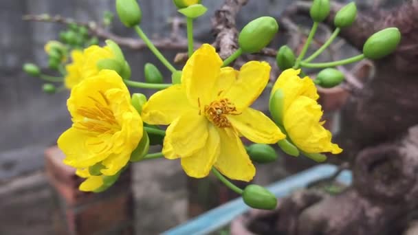 Ochna Integerrima Yellow Fellow Flower Felvang Hoa Mai Hoang Mai — стоковое видео