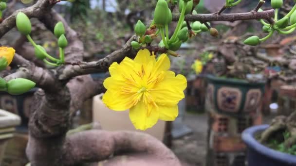 Ochna Integerrima Flower Yellow Fellow Flower Felvang Hoa Mai Hoang — стоковое видео