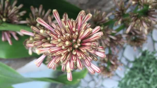 杜鹃花 条纹杜鹃花 紧凑的杜鹃花 玉米植物 — 图库视频影像