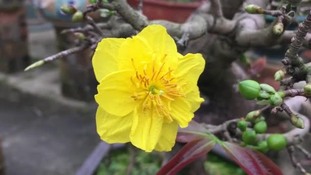 Ochna Integerrima Yellow Flower Felvang Hoa Mai Hoang Mai Angkea — стоковое видео