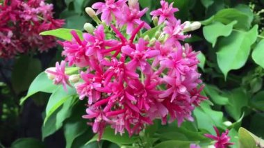 Rangoon sarmaşığı olarak da bilinen Combretum indicum, tropikal Asya 'ya özgü kırmızı çiçek kümeleri içeren bir sarmaşıktır..