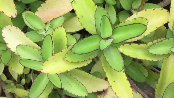 Kalanchoë Pinnata Algemeen Bekend Als Kathedraal Klokken Lucht Plant Life — Stockvideo
