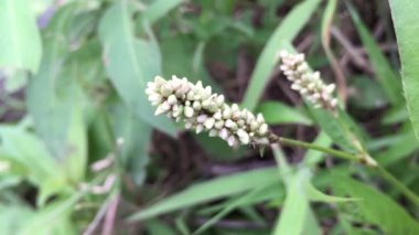 Polygala senega çiçeği kapanış ayrıntıları makro - Viet Nam, Güneydoğu Asya